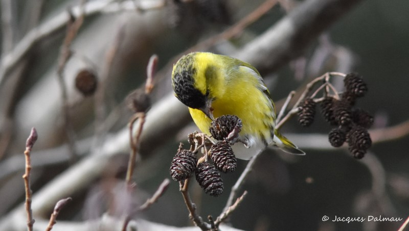 Tarin des Aulnes, mâle - Le Tech.jpg